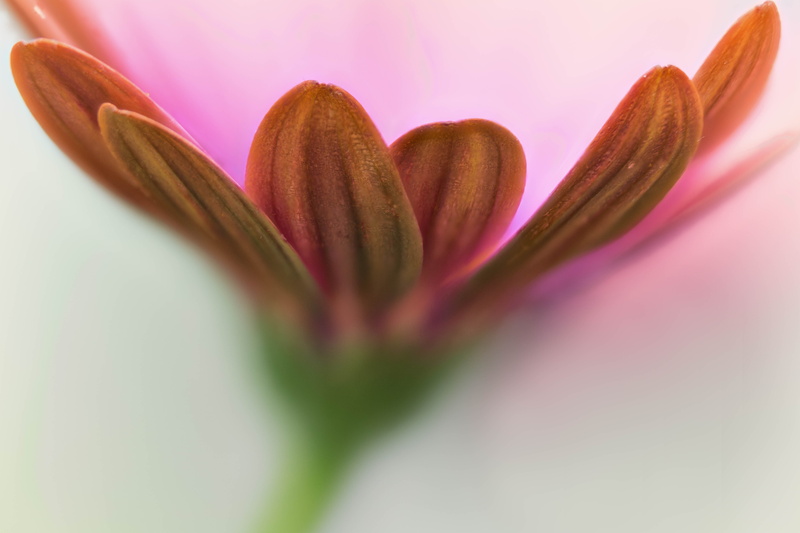 Zerene, pink Color, shallow, Stacker, African, flower Head, pink, plant, closeup, photography, Denver Botanic Gardens, nature, petals, tulip, close-up