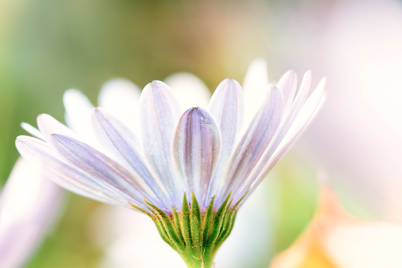 close-up, daisies, summer, pink, macro photography, fall, flower  flower, beauty In Nature, closeup, flower Head, Stacker, white, Daisy, plant, Colorado