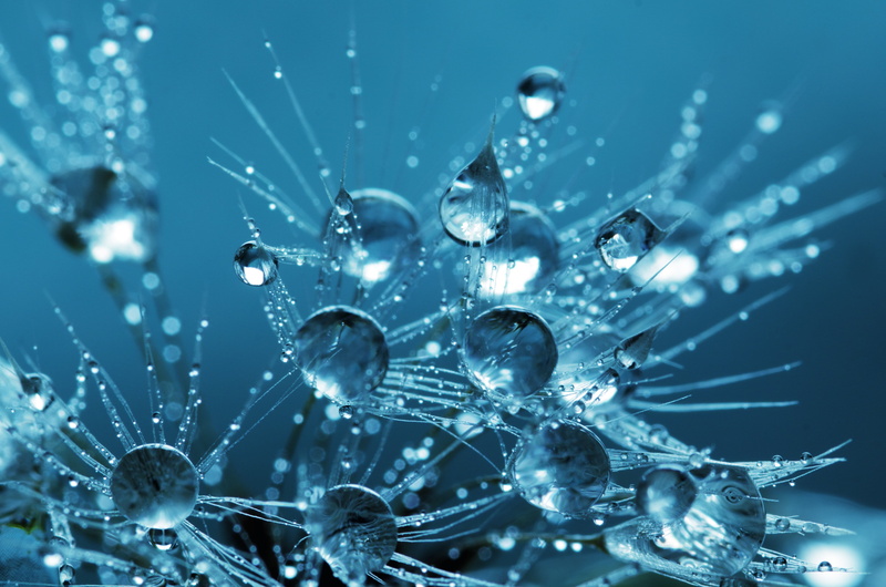 dandelion, no people, splash, blue, selective focus, cool, wet, rain, bubble, clear, fresh, purity, ice crystal, 4K, snow, lighting equipment, drop, clean