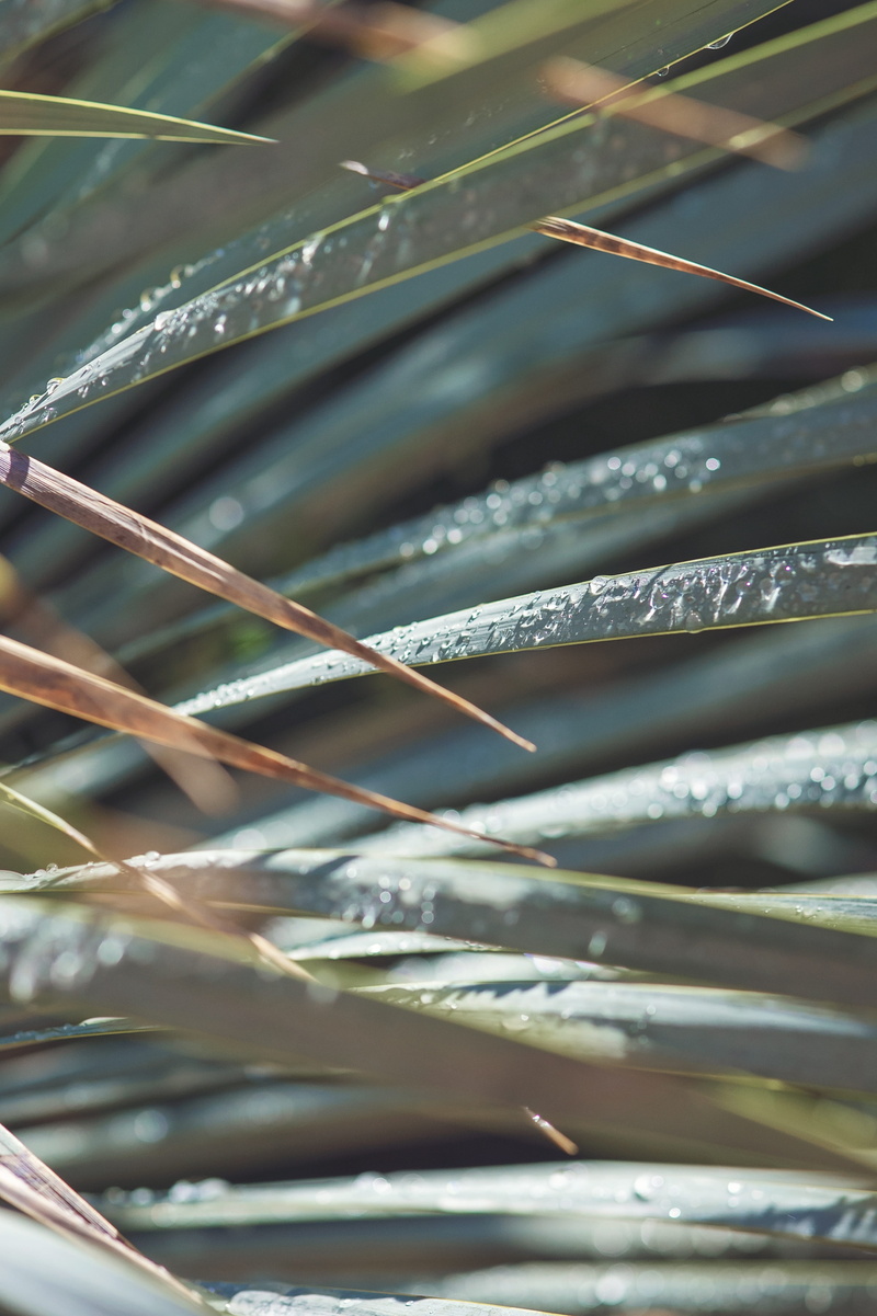 environment, glass, full frame, focus on foreground, flow, plant, transparent, macro, clear, leaves, drink, purity, bright, selective focus, beauty in nature