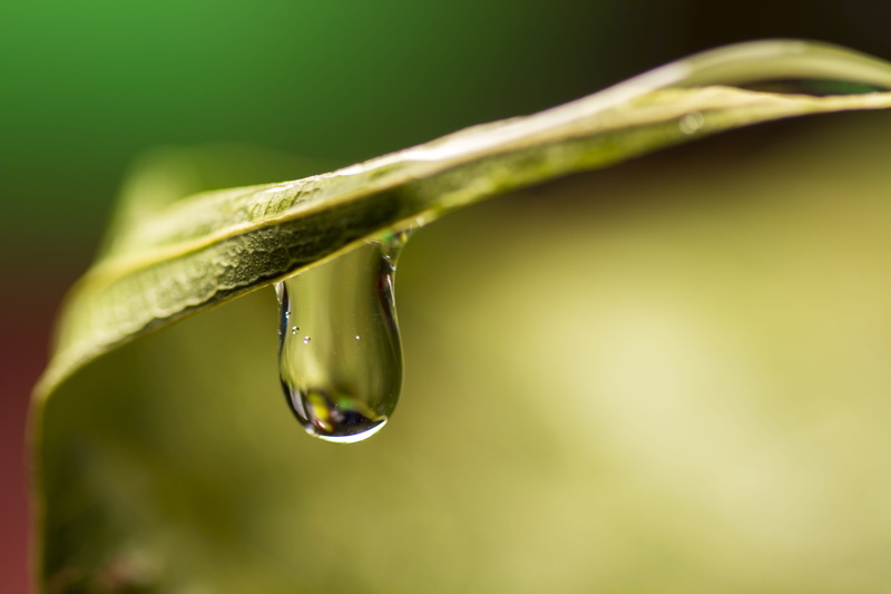 cold, 5K, dew, liquid, no people, extreme close-up, shot, plant, cool, glass, blue, focus on foreground, raindrop, drop, ripple, beauty in nature, fresh