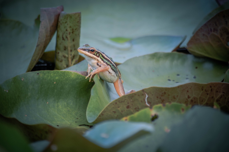 plant, water, selective focus, vertebrate, plant part, droplet, sun, design, blue, life, splash, liquid, texture, animal, reptile, surface, no people, green color