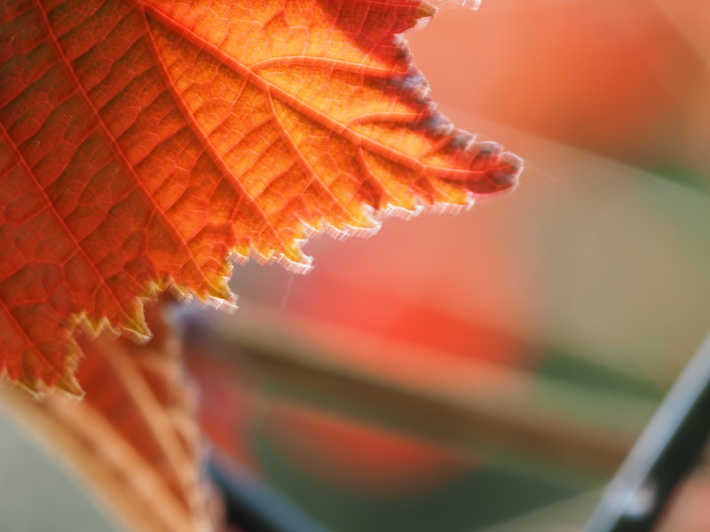 close-up, yellow, photo, blätter, nut, sunlight, nuss, close up, wind, season, autumn leaf, autumn, plant, blur, nutbush, blatt, 4K, leaf, nature, close