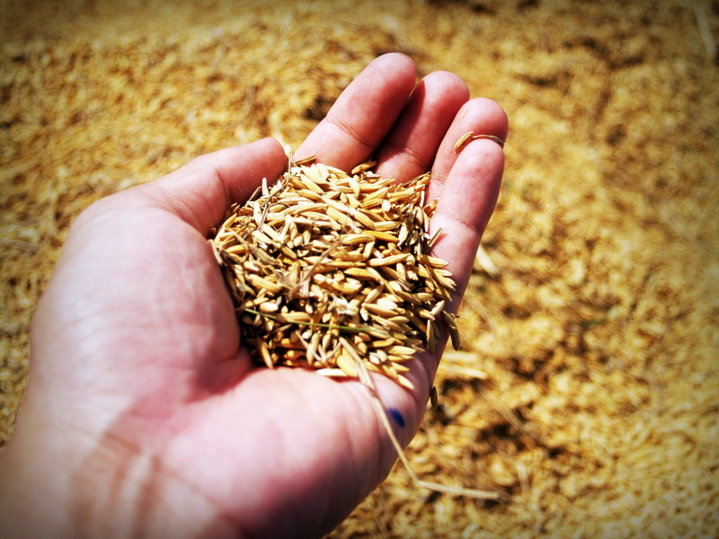 farm, yellow, cereal plant, agricultural, hands cupped, thailand, harvest, person, puring, field, human body part, unrecognizable person, hand, agriculture