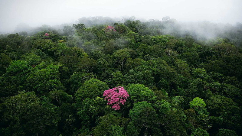plant, birds eye view, tranquil scene, landscape, tranquility, scenics - nature, lush foliage, day, tree, sky, fog, trees, forest, no people, high angle view