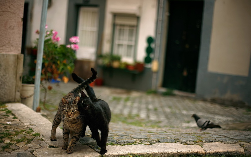 pigeons, nature, animals, 1080P, cat