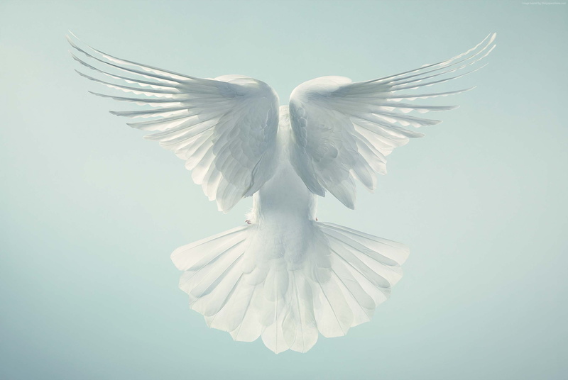 pigeon, flight, 2K, Dove, sky