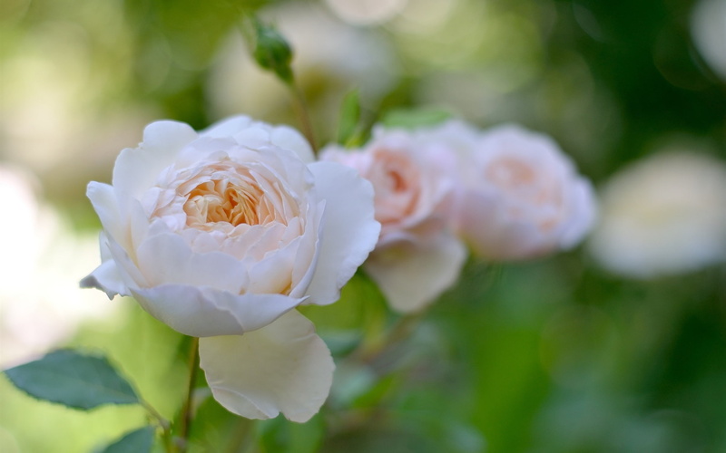 1080P, Garden, Flowers, White, Rose