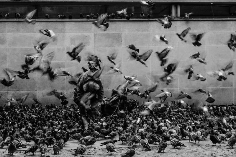 pigeons, architecture, 1080P, motion, animal wildlife, animals, spectator, women, motion blur, monochrome, animals in the wild, bird, birds, group of people
