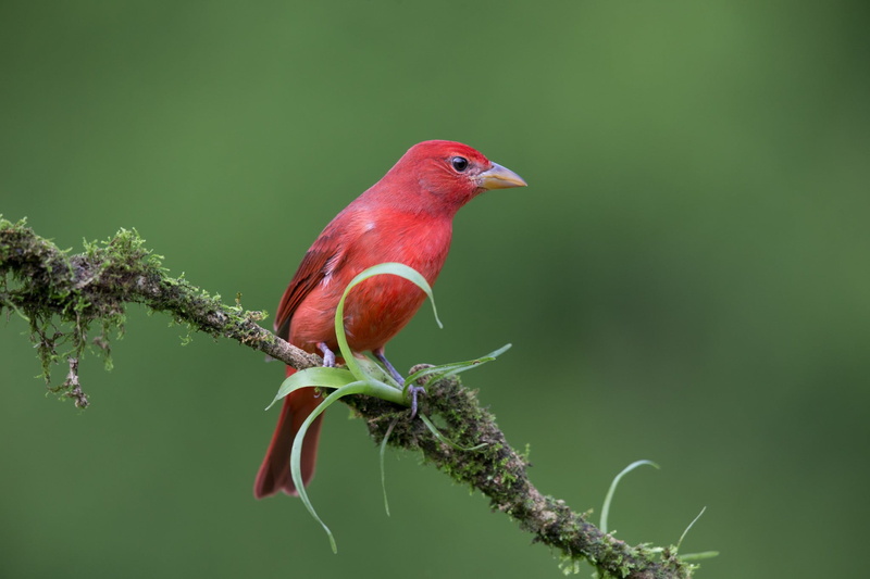 animal themes, outdoors, beauty in nature, nature, branch, animals in the wild, selective focus, animal, animal wildlife, animals, birds, day, vertebrate