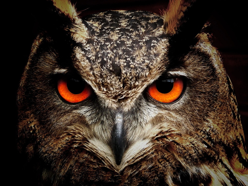 animals, birds, 1080P, owl, photography