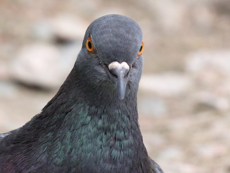 feral, nature, pigeon, animal, looking, beak, 4K, outdoors, day, portrait, park, outdoor, animal eye, evil pigeon, animals in the wild, one animal, grey