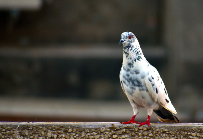 bird, no people, vertebrate, day, perching, 4K, full length, white grey pigeon, looking away, cross-breed, looking, animals in the wild, animal wildlife