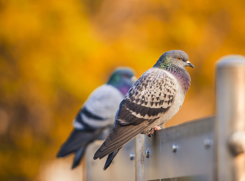 bar, animal, turkey, one animal, falcon - bird, perched, outdoors, animals in the wild, nature, close-up, gray, fly, wing, 4K, animal themes, no people
