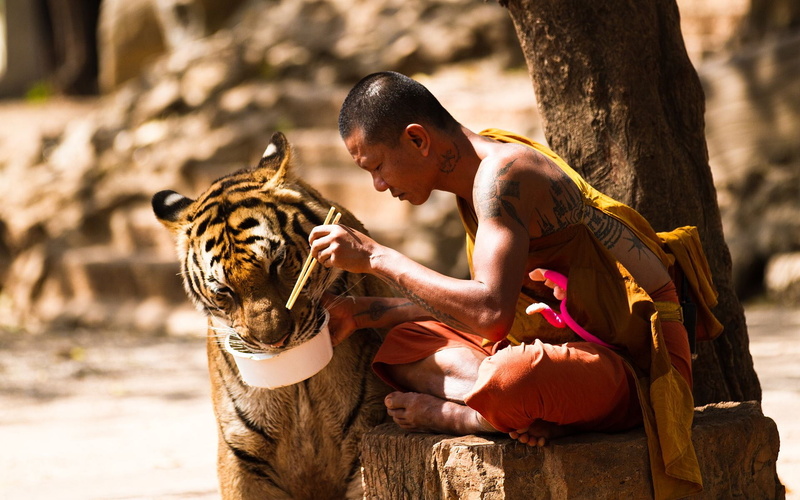 trunk, sitting, black, focus on foreground, mammal, nature, white, males, tree, outdoors, tree trunk, tiger, sunlight, 1080P, adult, young men, men, day