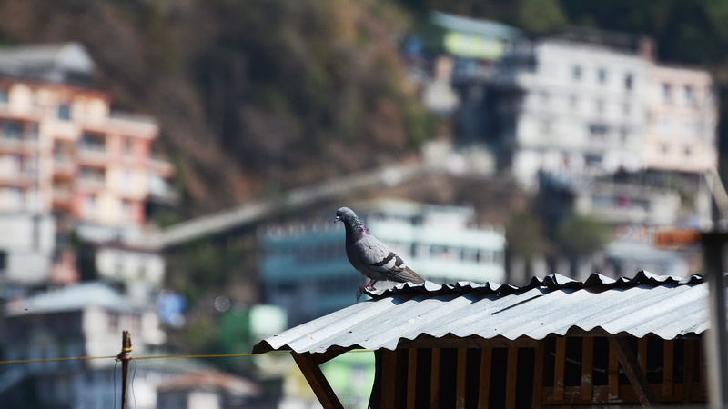 birds, 1080P, depth of field, rooftops, pigeons
