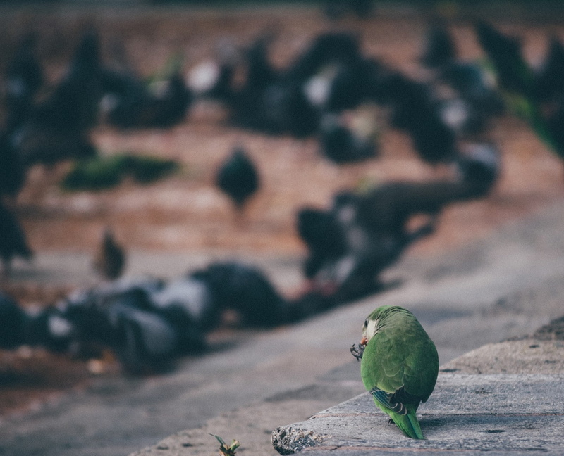 parrot, 720P, eating, depth of field, birds, pigeons