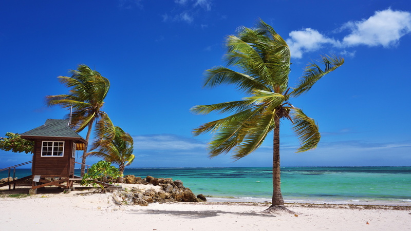 summer, pigeon point beach, palm tree, hut, tobago, beach hut, trinidad and tobago, beach, coast, windy, tropics, ocean, caribbean, wind, 5K
