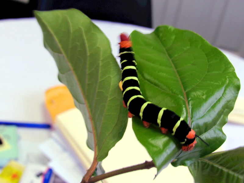 plant part, animal, caterpillar, green color, outdoors, day, plant, nature, focus on foreground, animal wildlife, 1080P, no people, animals in the wild