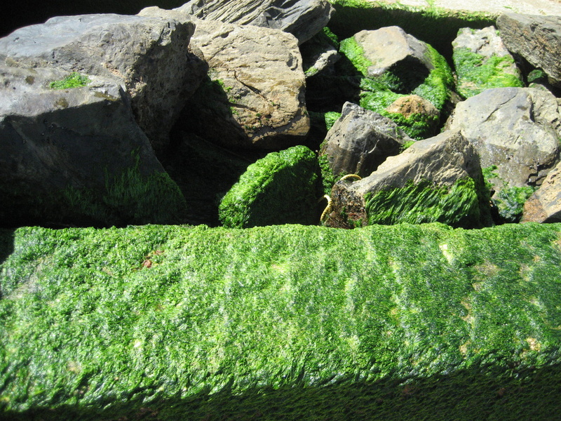 outdoors, textured, beach, rock, scenics - nature, no people, trinidad, plant, trinidad and tobago, grass, growth, solid, green color, 2K, maracas bay village