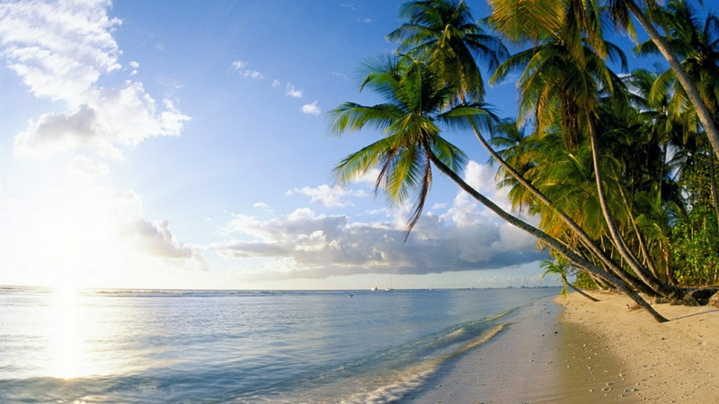 1080P, trinidad and tobago, beach, nature, tropical climate, coconut palm tree, body of water, outdoors, coast, horizon over water, sky, sunlight, scenics - nature