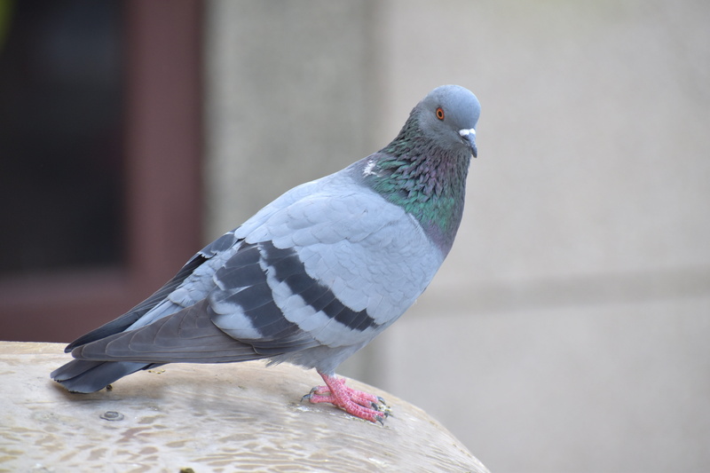 homing pigeon, dove - bird, focus on foreground, wood - material, one animal, 5K, day, gray, vertebrate, nature, animals in the wild, animal themes, no people