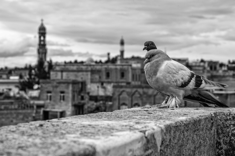 city, view, midyat, vertebrate, built structure, animal, bird, 5K, blackandwhite, one animal, focus on foreground, day, birds, mardin, selective focus