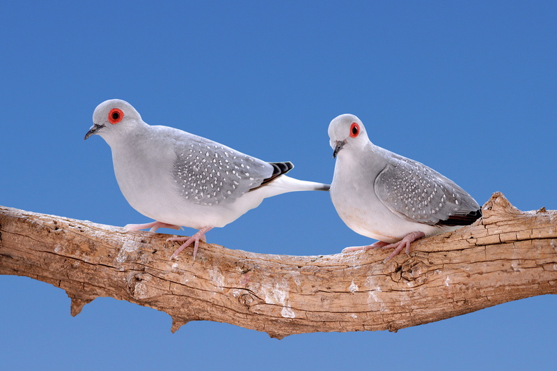 outdoors, white color, two animals, 5K, sky, turtledoves, no people, clear sky, animals, animal wildlife, dove - bird, blue background, group of animals