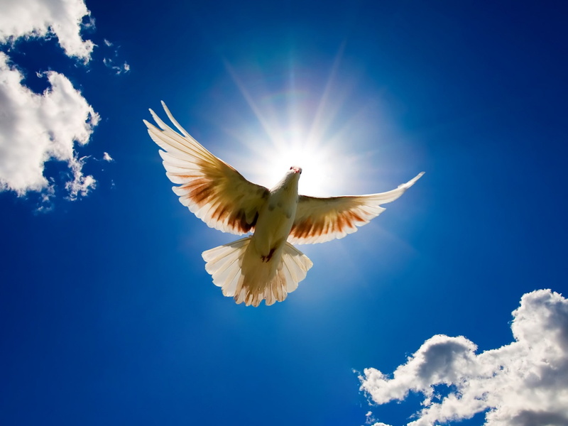 dove, 1080P, sky, from, bird