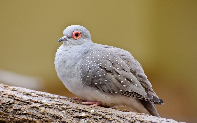 nature, outdoors, dove, widescreen, animals in the wild, tree, 720P, vertebrate, perching, bird, animal wildlife, one animal, no people, day