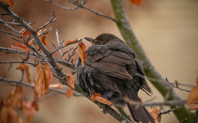twigs, sitting, day, outdoors, bird, animal, vertebrate, branch, warbler, animal Wing, beak, perching, bird Watching, selective focus, one animal, red