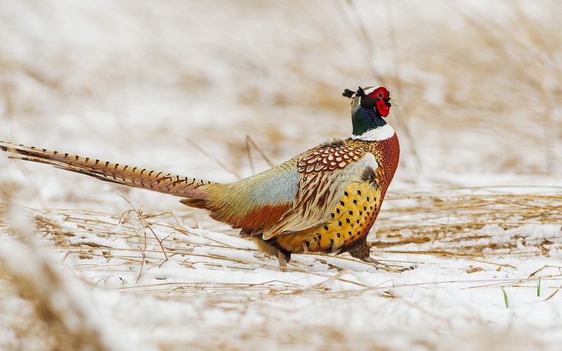 Pheasant, Bird, 1080P, Snow, Winter, Tail