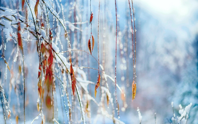 Winter, Foliage, Twigs, 1080P, Snow