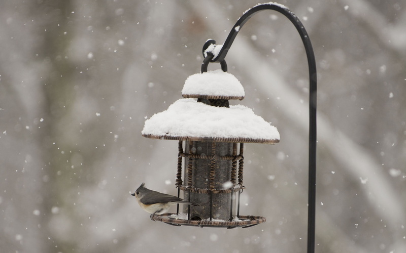 animals, winter, snow, 2K, hd, birdhouse, bird