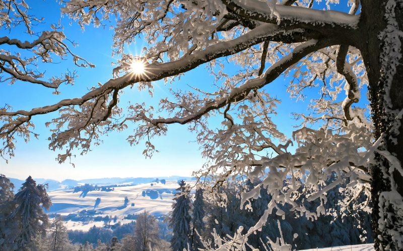2K, Winter, Snow, Switzerland, Sun, Thick, Twigs