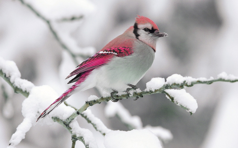 Bird, 2K, Snow, Winter, Feather, Red