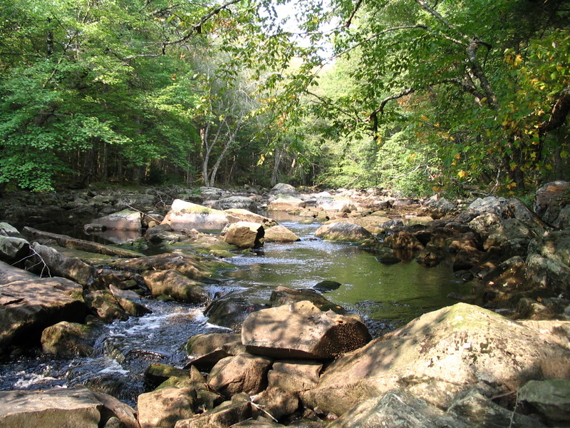 forest, shallow, growth, tranquility, plant, nova, woodland, little, Little River, rock, scenics, Fall, water, scenics - nature, river, stream - flowing water
