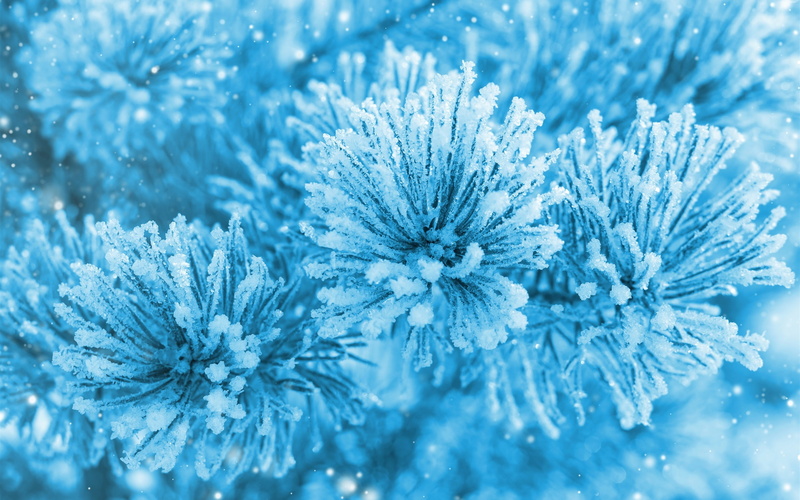 Snow, Blue, Ice, Spruce, Winter, Twigs, 2K, Needles