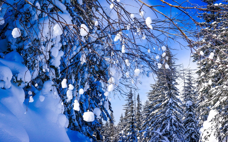 Snow, Beautiful, Winter, Russia, Territory, Trees, Forest, Twigs, 1080P, Khabarovsk