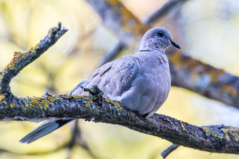wildlife, collared, Parque, eurasian, branch, sitting, bird, Pájaro, Asturias, black, pigeon, animal, beak, gray, Eurasian Collared Dove, Streptopelia decaocto