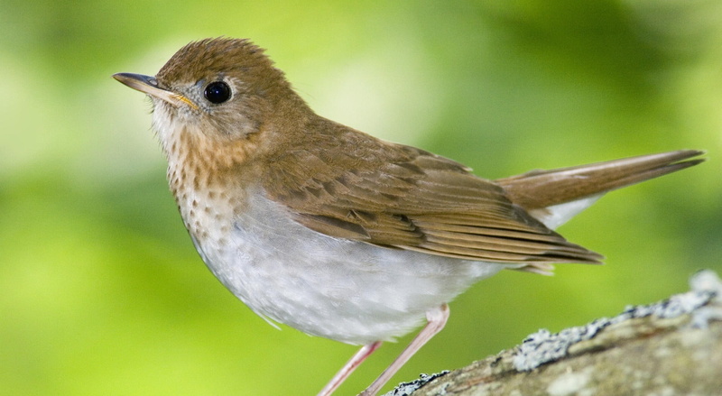 Veery, small, Birds, nature, close-up, Nova, perching, Animals, green background, Canada, animals in the wild, animal wildlife, focus on foreground, side view