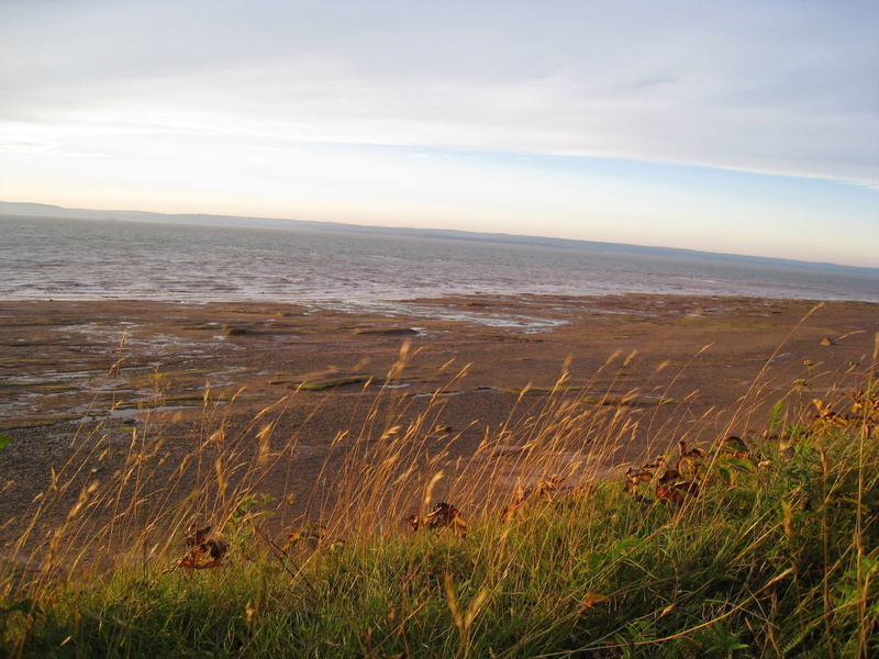 environment, one animal, scotia, no People, nova, sea, public domain, outdoors, horizon over water, tranquil scene, Nova Scotia, scenics, water, plant
