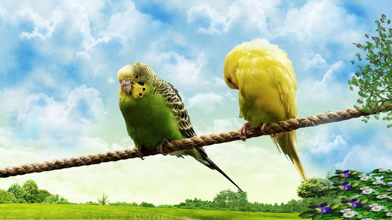animals, firefox persona, rope, flowers, 1080P, tree, love, clouds, birds, field