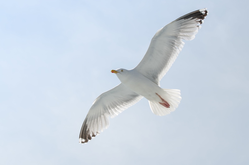 flight, animal wildlife, day, motion, animal body part, flying, wildlife, no people, mid-air, one animal, vertebrate, animal, low angle view, animal themes