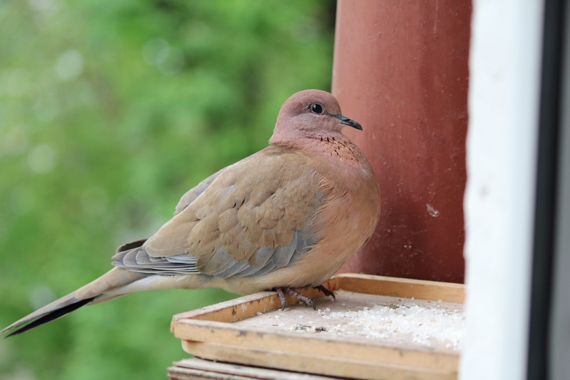 beautiful, beast, animal wildlife, day, no people, nature, vertebrate, perching, mourning dove, 5K, anita morgan, animal, close-up, focus on foreground