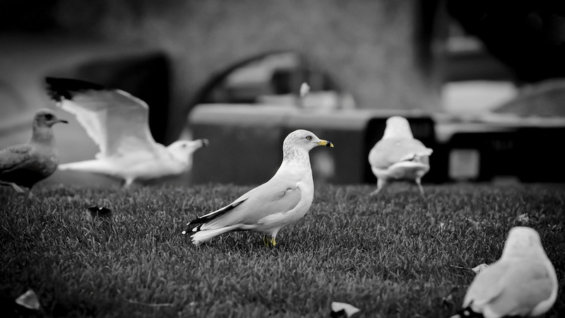 vertebrate, day, land, two animals, grass, duck, poultry, animal themes, animal, animal wildlife, plant, outdoors, dove - bird, 1080P, nature, no people