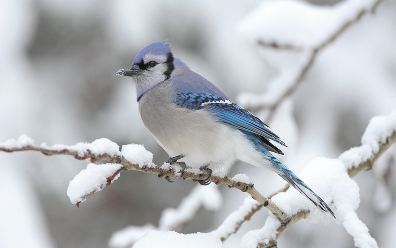 Snow, Bird, Winter, snows, Tree, 2K