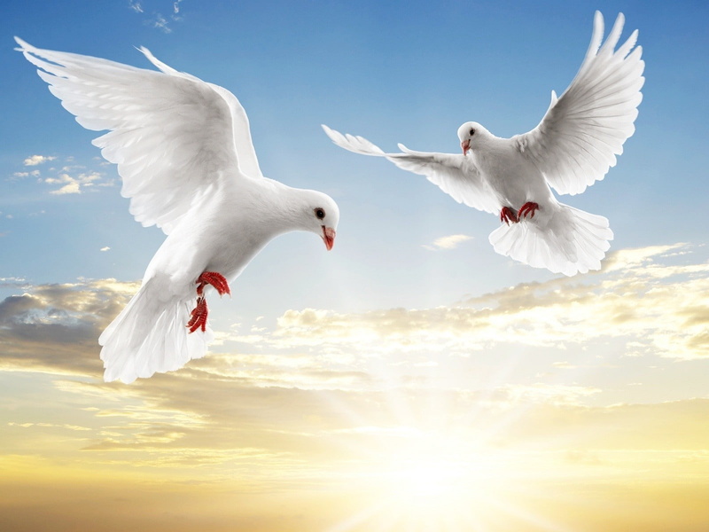 animals, hd, dove, sunlight, bird, 720P