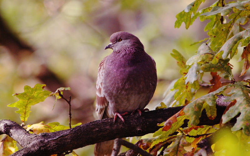 Lonely, 2K, Autumn, Leaves, Bird, Dove
