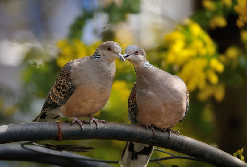 turtle, birds, dove, 1080P
